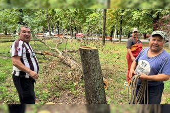 defrișări, Ploiești, Bulevardul Castanilor, copaci tăiați, umbră, caniculă, Dragoș Machițescu, director SGU, SGU Ploiești, angajati SGU Ploiești
