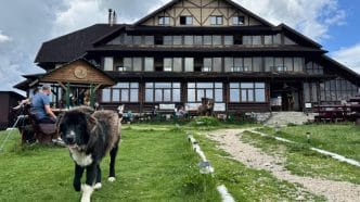 Cabana Vârful Ciucaș, experiență, munte, Munții Ciucaș, câine, cover